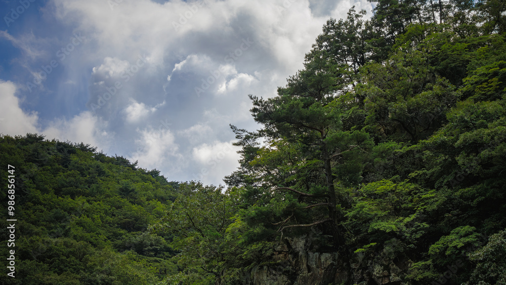 Pine trees growing on the mountain ridge and white clouds like cotton candy floating in the sky. Pine trees growing on the mountain ridge and white clouds like cotton candy floating in the sky.
