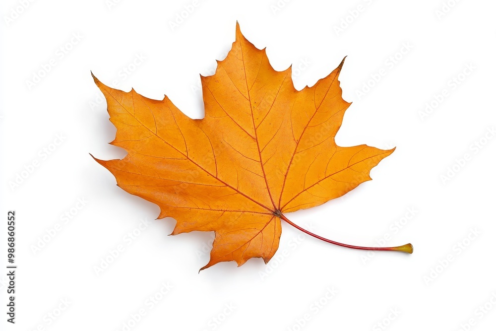 Vibrant Maple Leaf in Fall Colors on White Background - a single maple leaf in autumn colors, symbolizing change, beauty, nature, fall, and transition. Vibrant Maple Leaf in Fall Colors on White Background - a single maple leaf in autumn colors, symbolizing change, beauty, nature, fall, and transition.