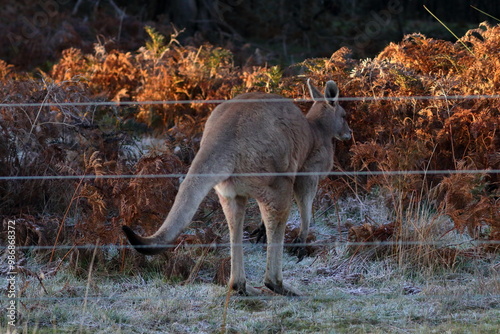 kangaroo photo