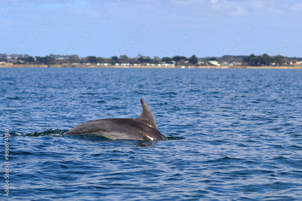 Fototapeta premium bottlenose dolphin