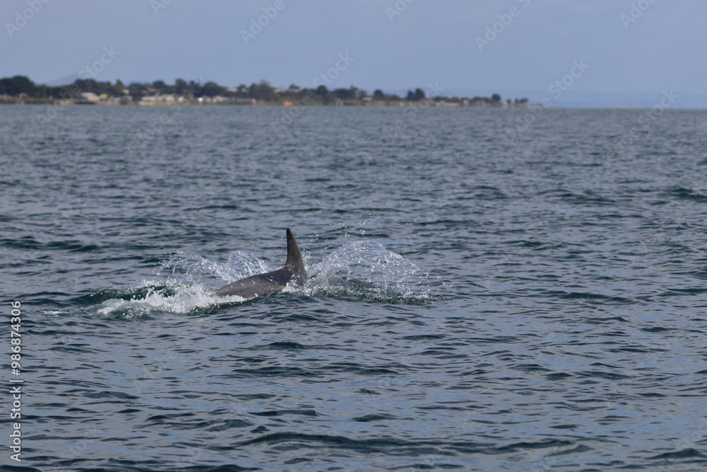Fototapeta premium bottlenose dolphin