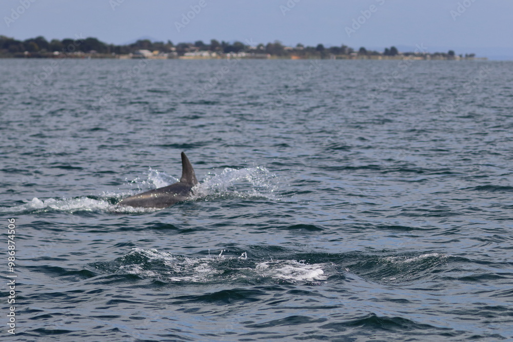 Fototapeta premium bottlenose dolphin