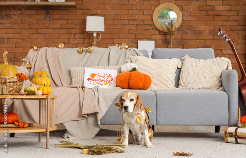Cute Beagle dog with pumpki...