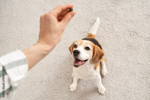 Young woman with treat training her cute Beagle dog at home photo