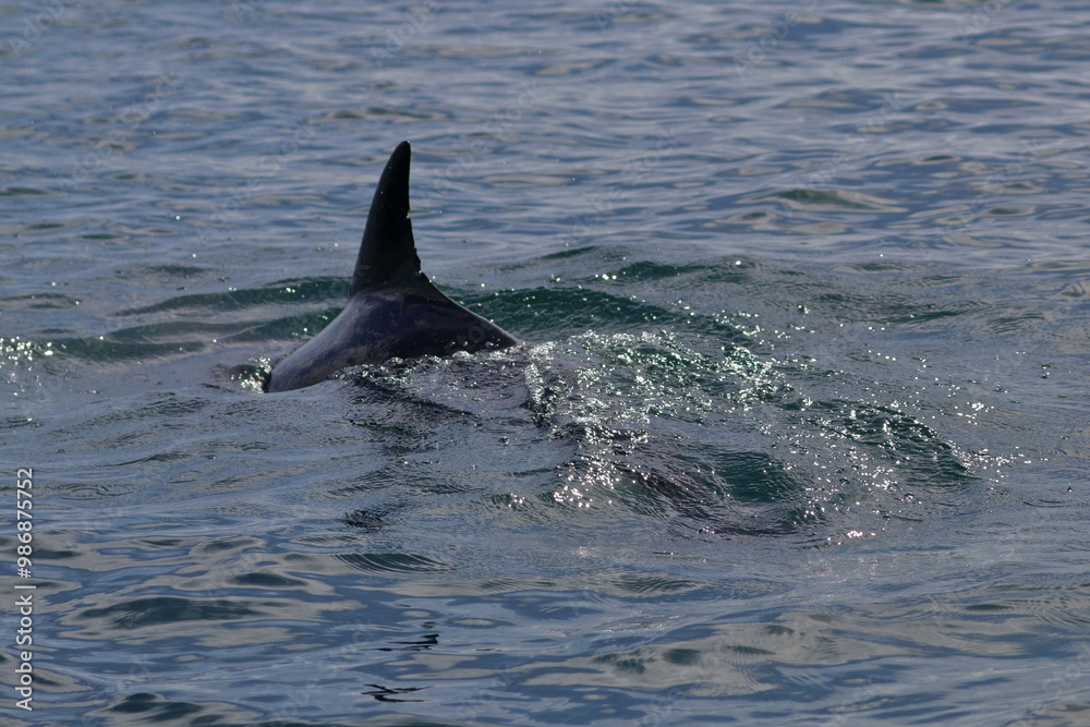 Fototapeta premium bottlenose dolphin