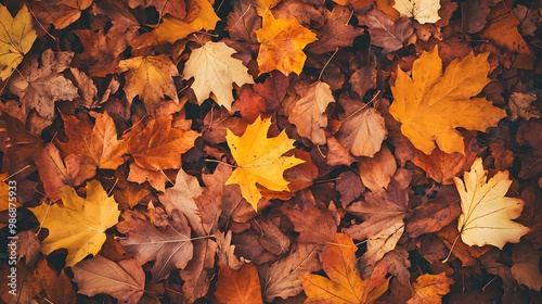 A close-up shot of fallen autumn leaves in various shades of brown, orange, and yellow.