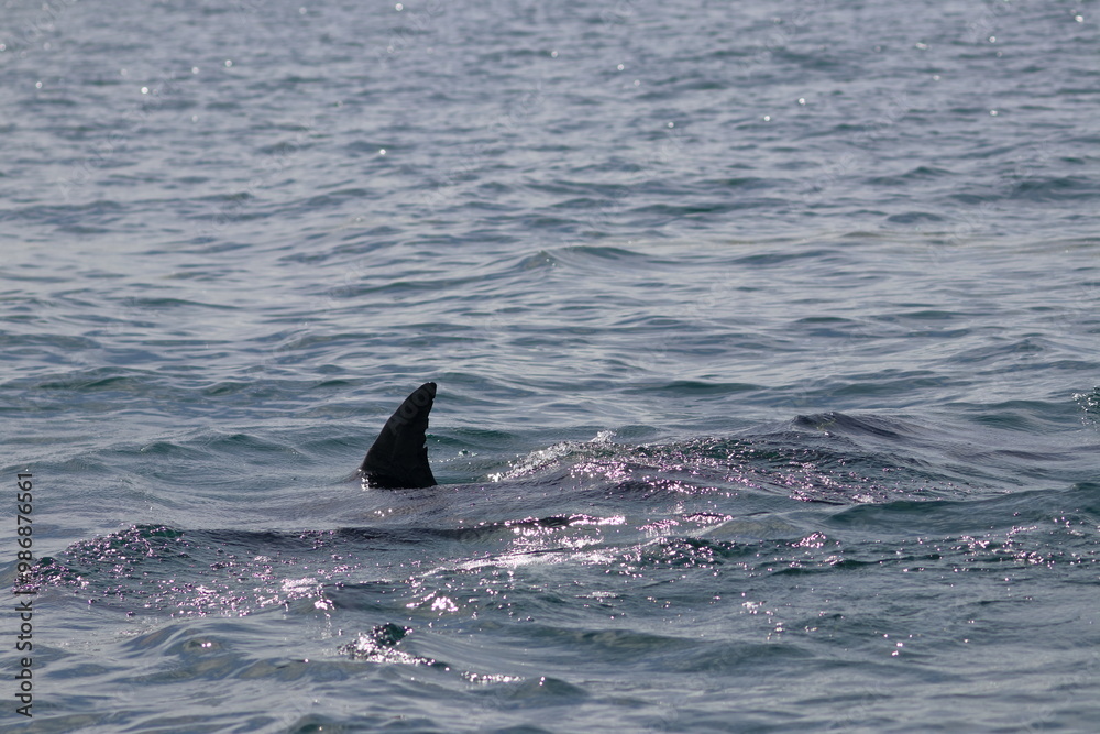 Fototapeta premium bottlenose dolphin