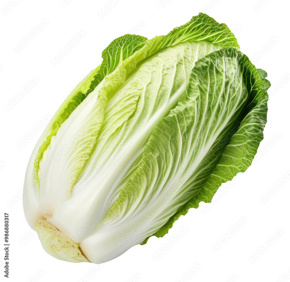 Fototapeta premium Chinese cabbage isolated on transparent background