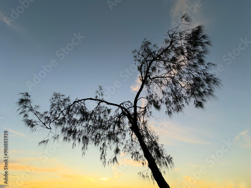 Gumtree on the Maroochy River, Maroochydore, Sunshine Coast, Queensland, Australia photo