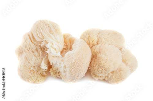 lion mane mushroom isolated on white background
