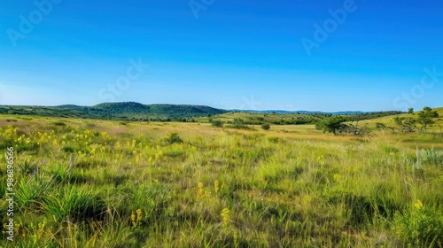 Expansive savanna grasslands with patches of wildflowers and scattered trees under a clear blue sky.