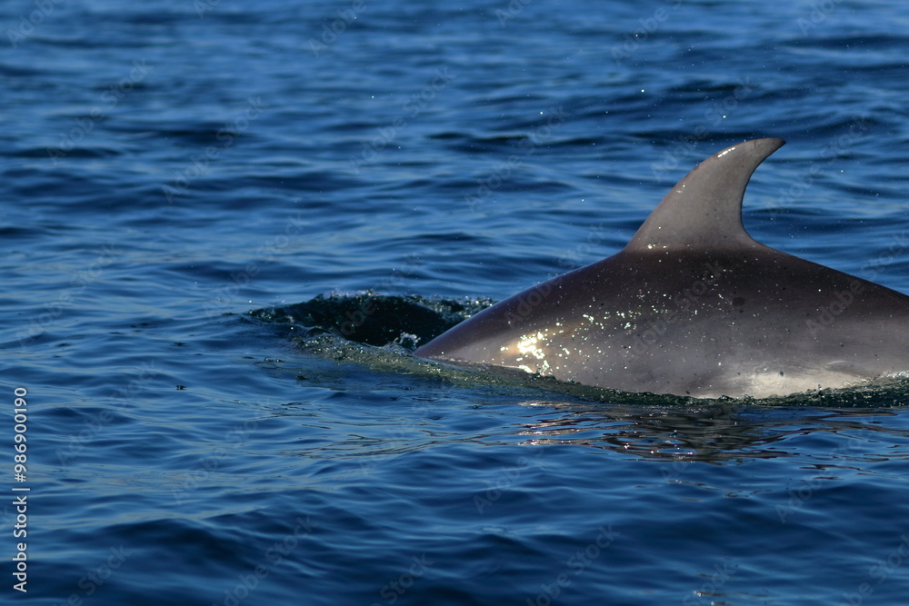 Obraz premium bottlenose dolphin