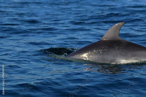 bottlenose dolphin