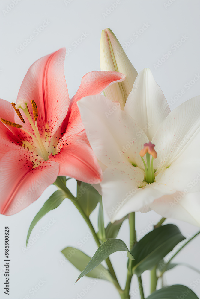 Obraz premium pink lily flower
