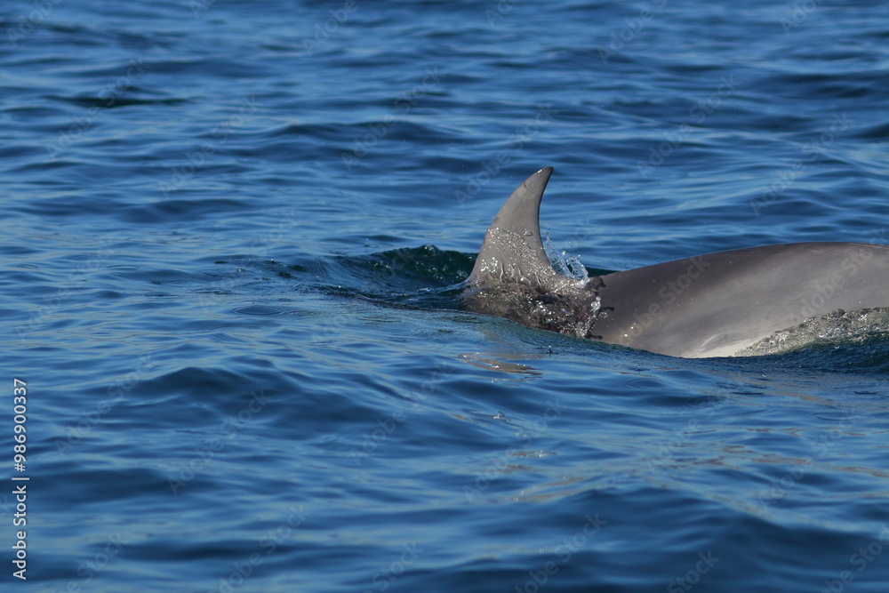 Fototapeta premium bottlenose dolphin