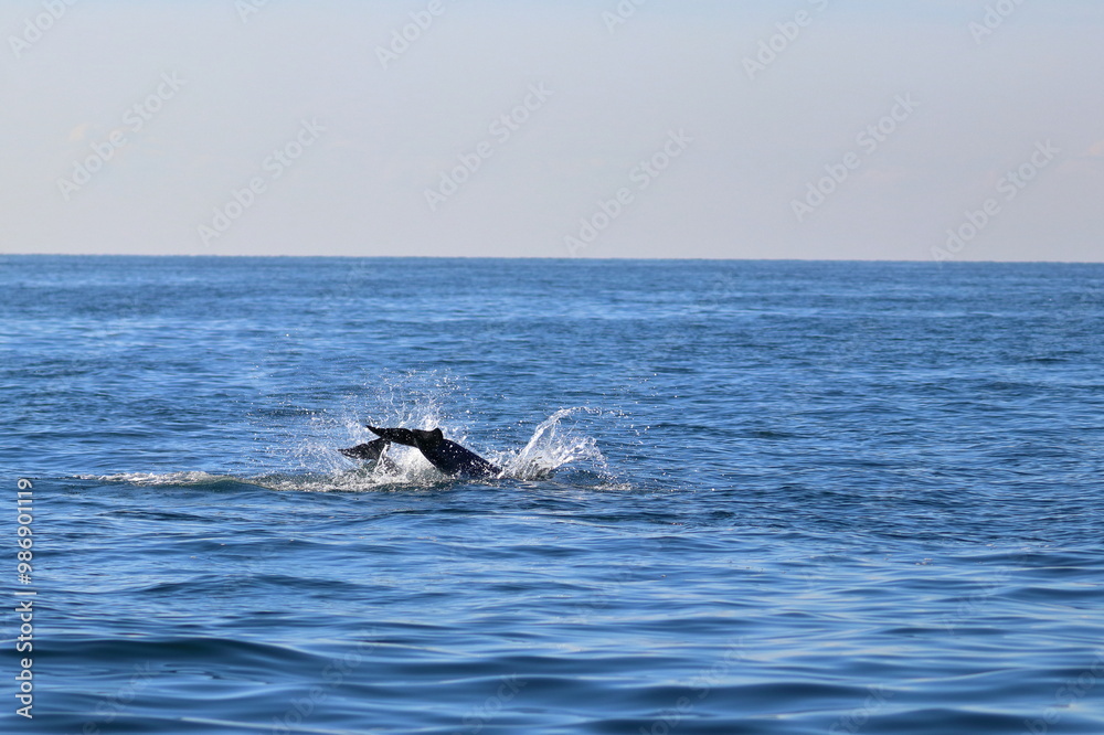 bottlenose dolphin bottlenose dolphin