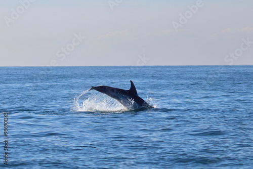 bottlenose dolphin photo