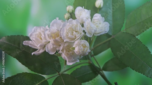 Time-lapse photography of the flowering of osmanthus
