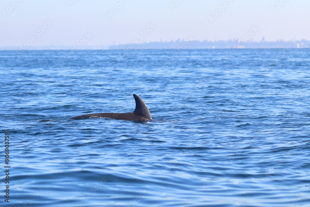 Obraz premium dolphin