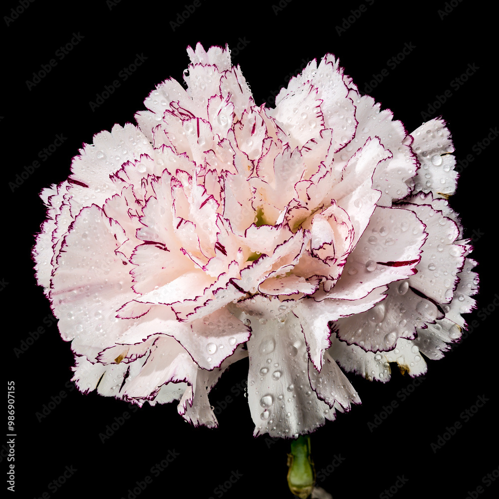White carnation Pastel Damascus on a black background White carnation Pastel Damascus on a black background