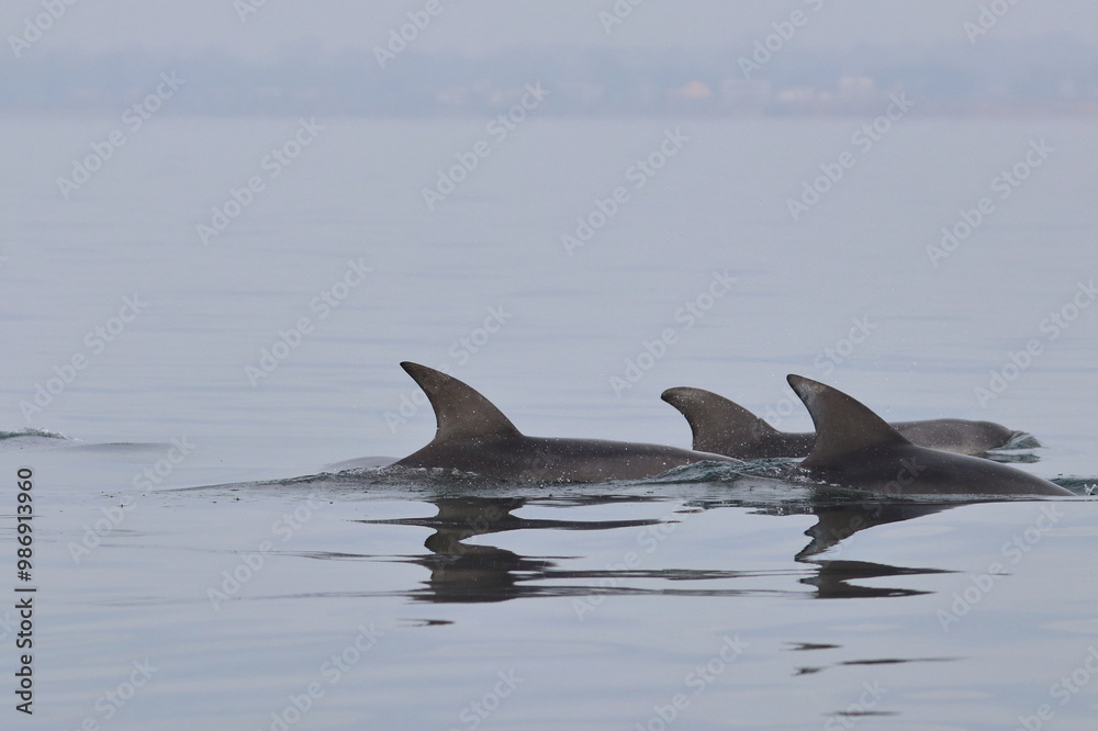 Fototapeta premium bottlenose dolphin