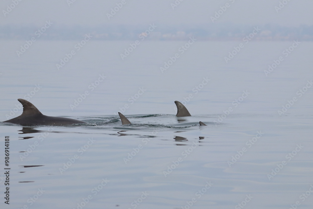 Fototapeta premium dolphins 