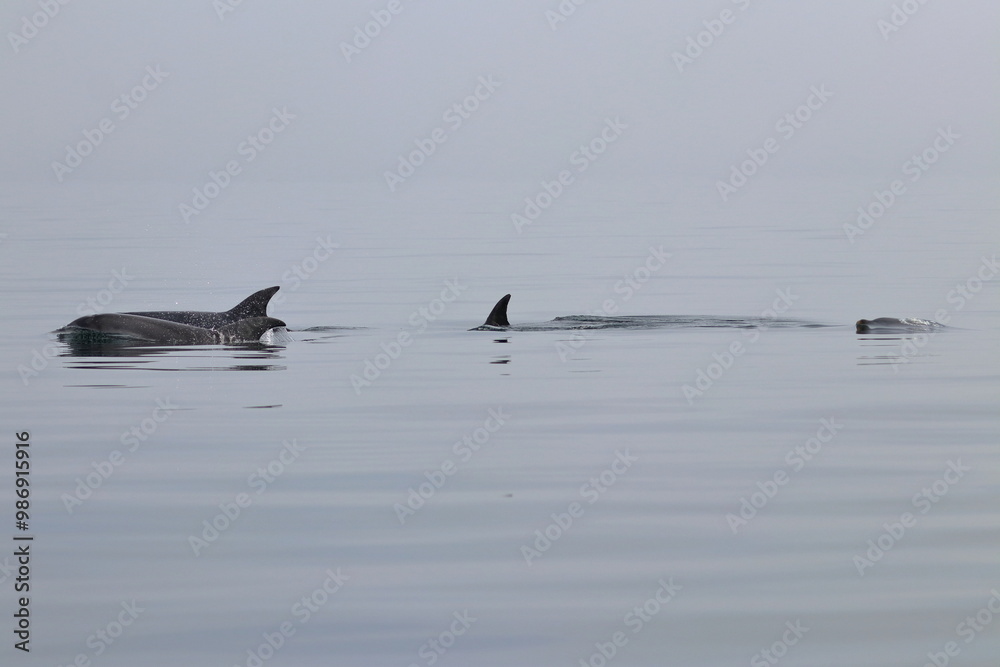 Fototapeta premium bottlenose dolphin