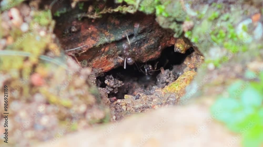group of black ants coming out of the nest, macro shot group of black ants coming out of the nest, macro shot