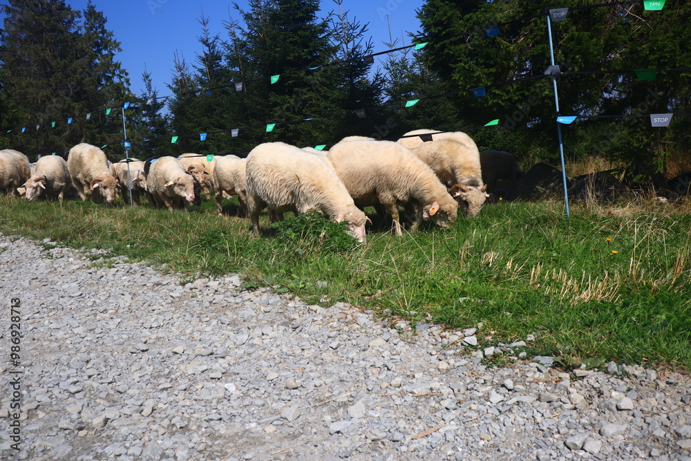 Fototapeta premium a flock of sheep walks along a mountain path and grazes