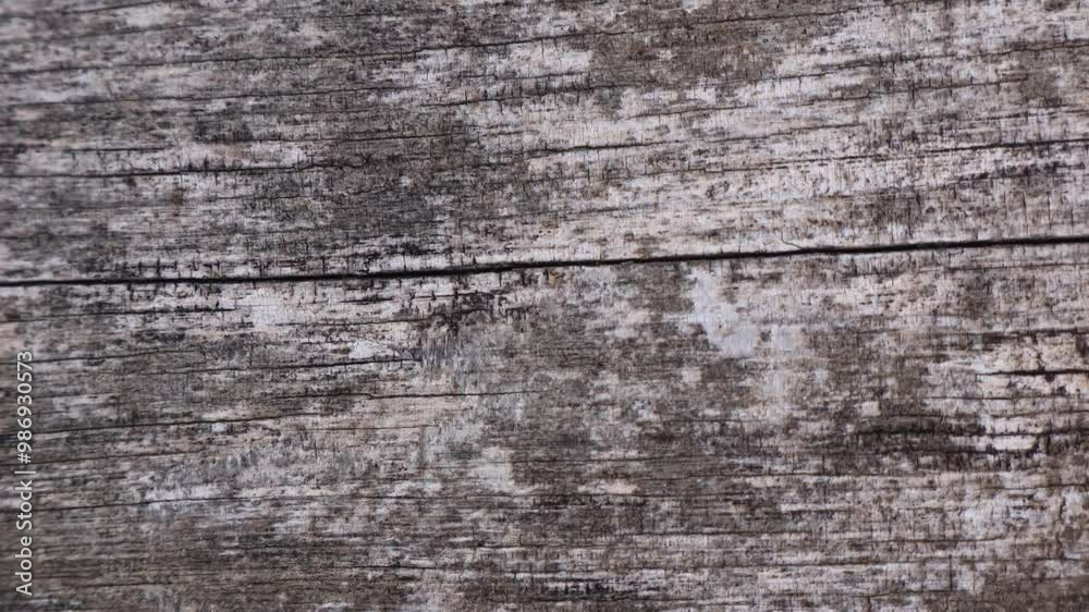 Motion graphics with autumn elements design on the wood texture screen Motion graphics with autumn elements design on the wood texture screen
