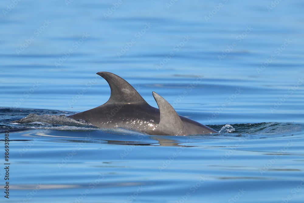 Fototapeta premium bottlenose dolphin
