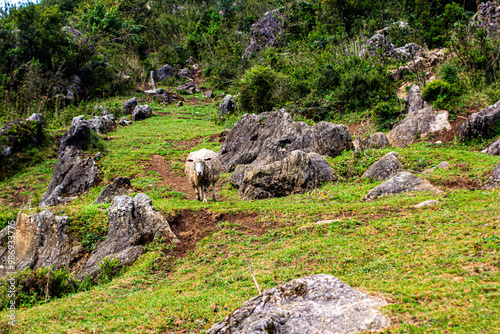 Sheep Are On A Hill with A Few Sheep On The Side