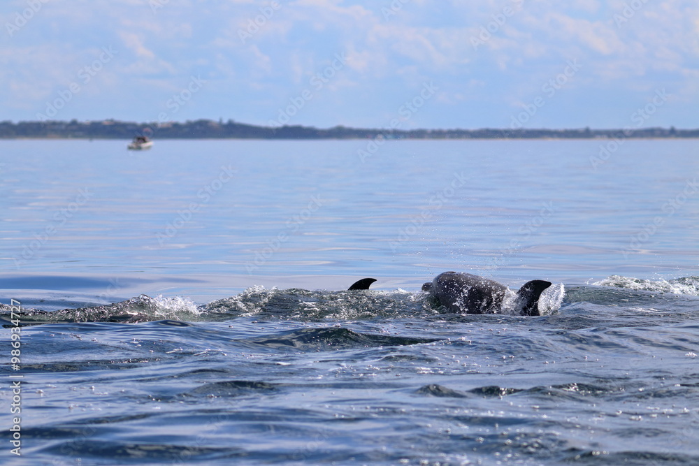 Obraz premium bottlenose dolphin