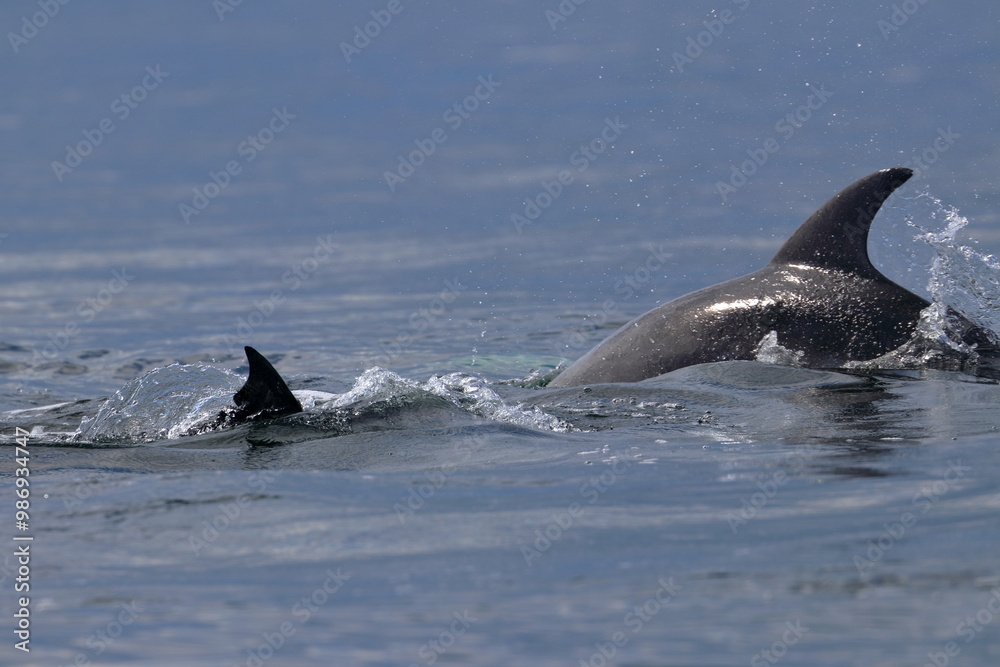 Naklejka premium bottlenose dolphin