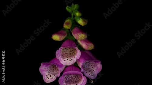 Foxglove flowering time-lapse photography