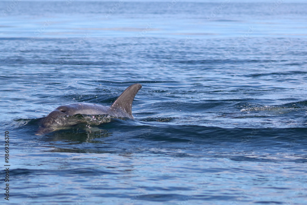 Fototapeta premium bottlenose dolphin
