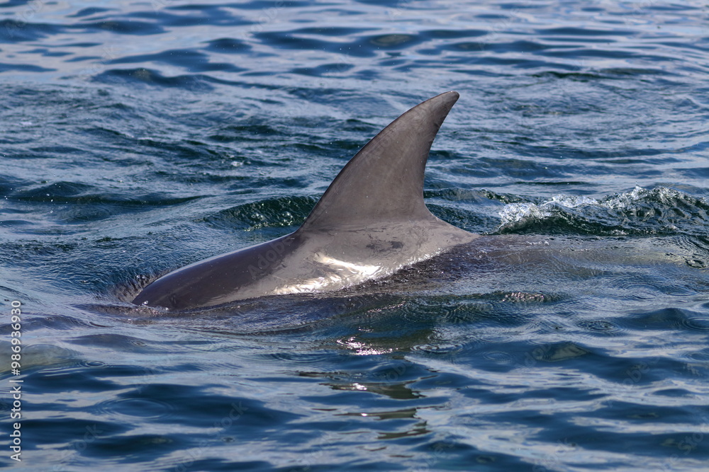 Fototapeta premium bottlenose dolphins