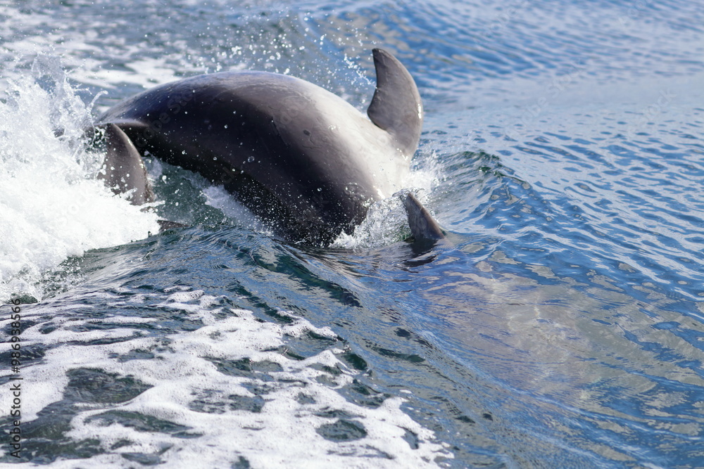 Fototapeta premium bottlenose dolphins
