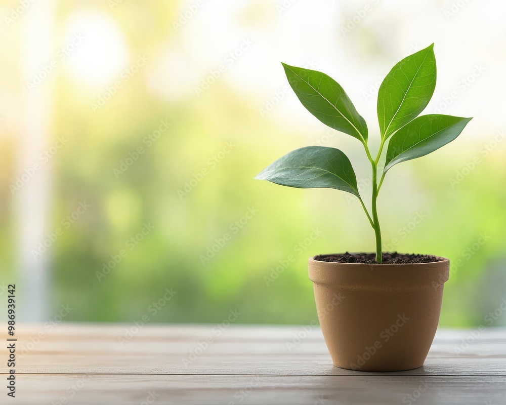 A small green plant thriving in a pot on a wooden surface, symbolizing growth and nature's beauty in a serene environment. A small green plant thriving in a pot on a wooden surface, symbolizing growth and nature's beauty in a serene environment.
