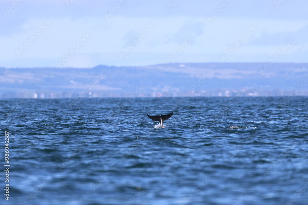 Fototapeta premium bottlenose dolphins
