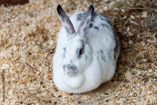 Portrait of a rabbit on a farm photo