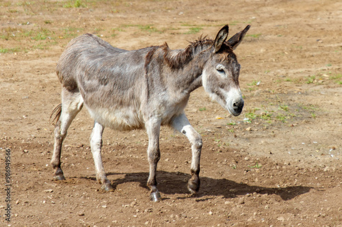 Portrait of a donkey in the wild