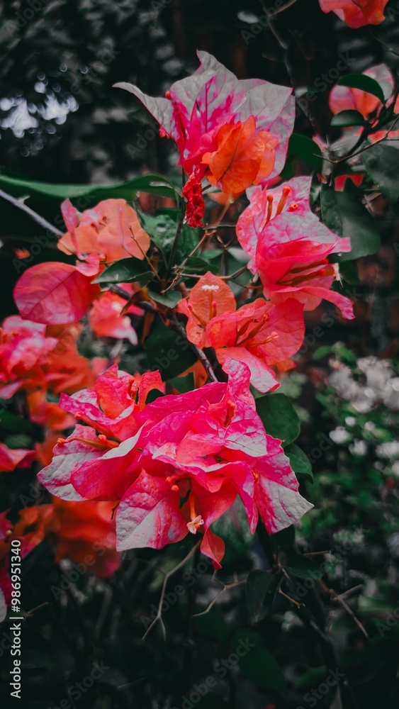 Macro closeup of bougainvillea flower with petals blooming in a garden Macro closeup of bougainvillea flower with petals blooming in a garden