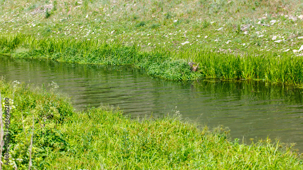 Water in a river in nature in summer Water in a river in nature in summer