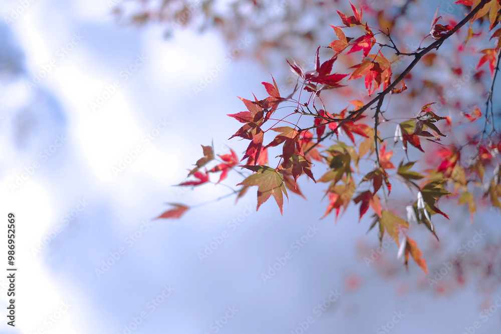 Red maple leaves contrast with the blue sky. Red maple leaves contrast with the blue sky.