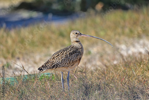 A Long Billed Curlew seeking out their next snack along the Texas Gulf Coast.   photo