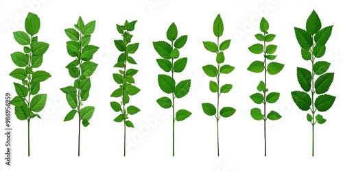 Lush Green Foliage: A colle...