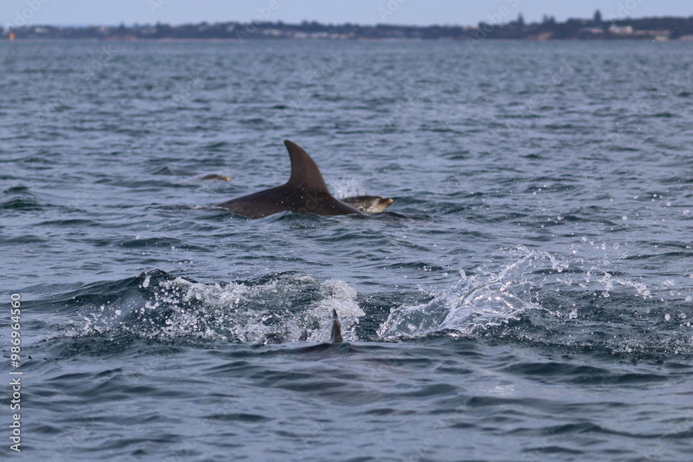 Fototapeta premium dolphins