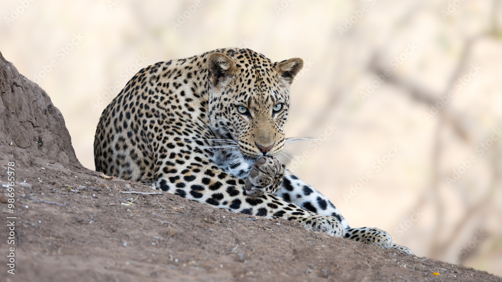 a male leopard cleaning his paw a male leopard cleaning his paw