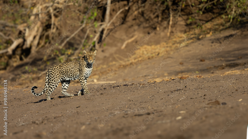 Obraz premium a leopard crossing the dry riverbed